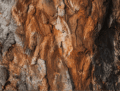 Gros plan sur l'écorce texturée d'un tronc d'arbre