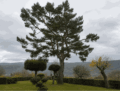 Pin taillé en transparence dans un jardin paysager avec arbustes nuage