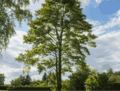 Grand arbre feuillu au feuillage vert en été dans un jardin entretenu
