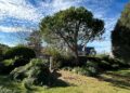 Pin maritime après élagage dans un jardin breton, branches coupées au sol
