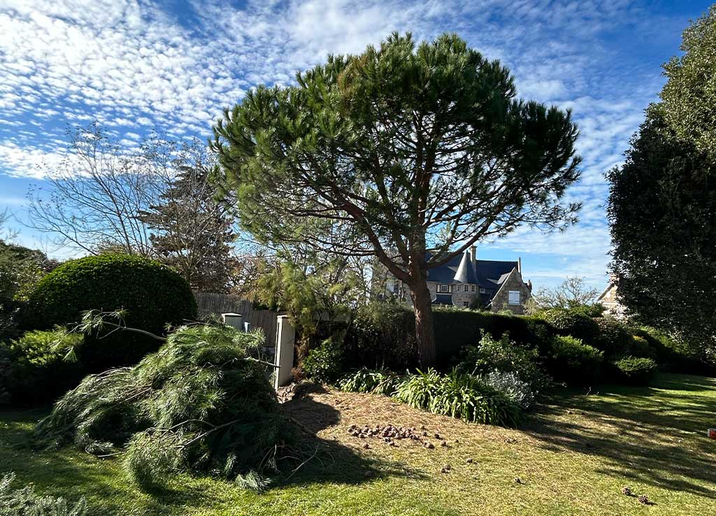 Pin maritime après élagage dans un jardin breton, branches coupées au sol