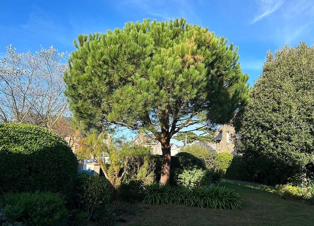 Pin parasol taillé dans un jardin breton sous un ciel bleu