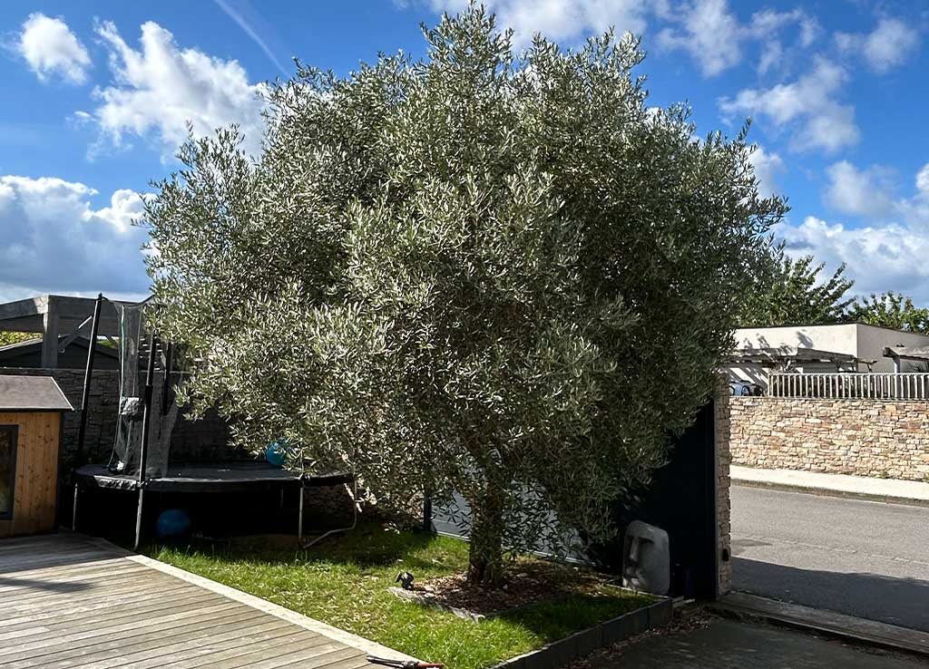 olivier avant taille / élagage à saint malo pour une réalisation avant apres afin que les clients puissent se rendre compte du travail et du respect de l'arbre